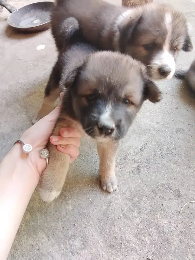 Anjing kampung lucu