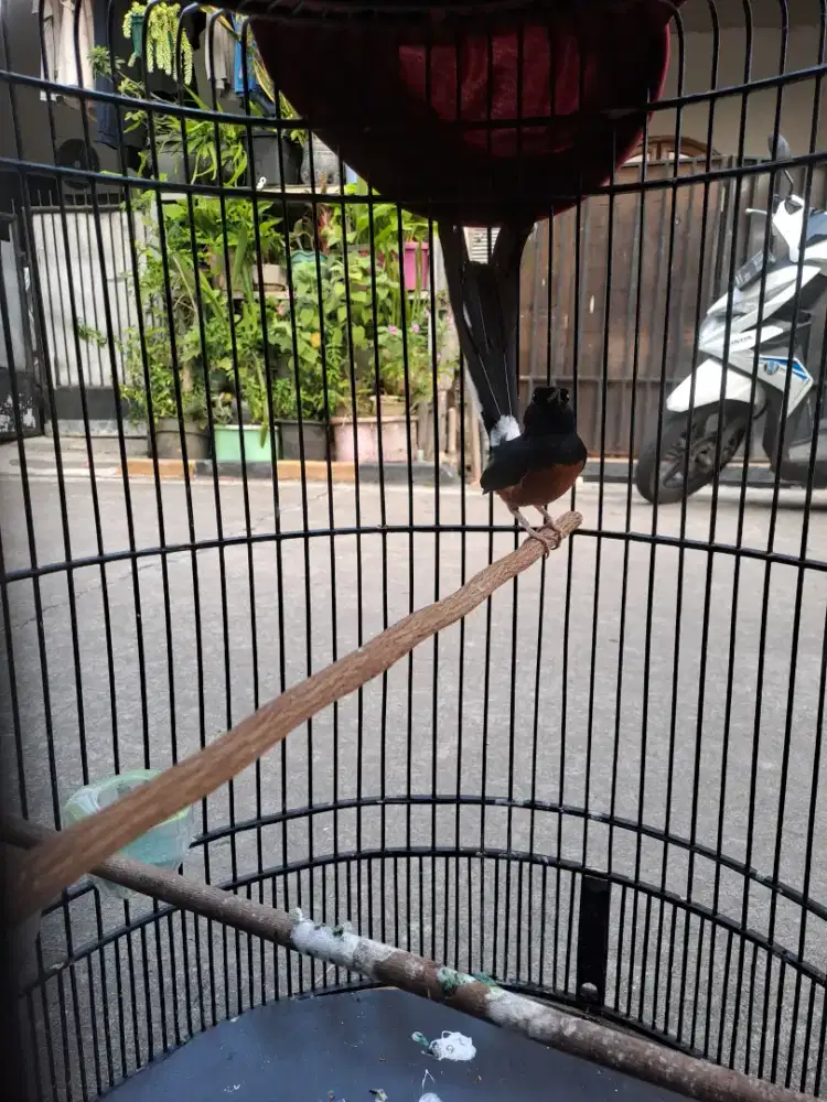 Murai Hutan prestasi gacor