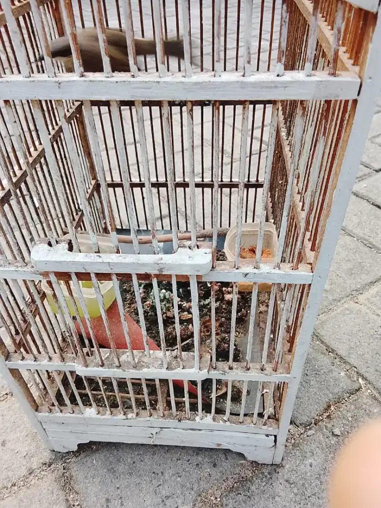 Jual burung  cak pantai mini