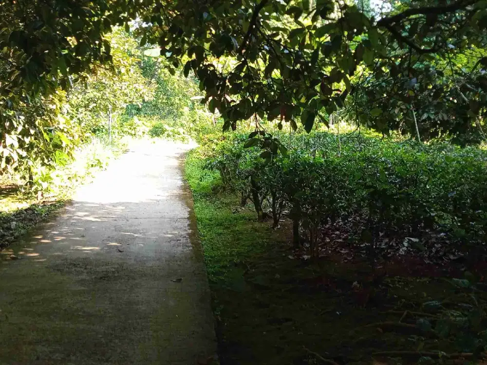 kebun manggis produktif