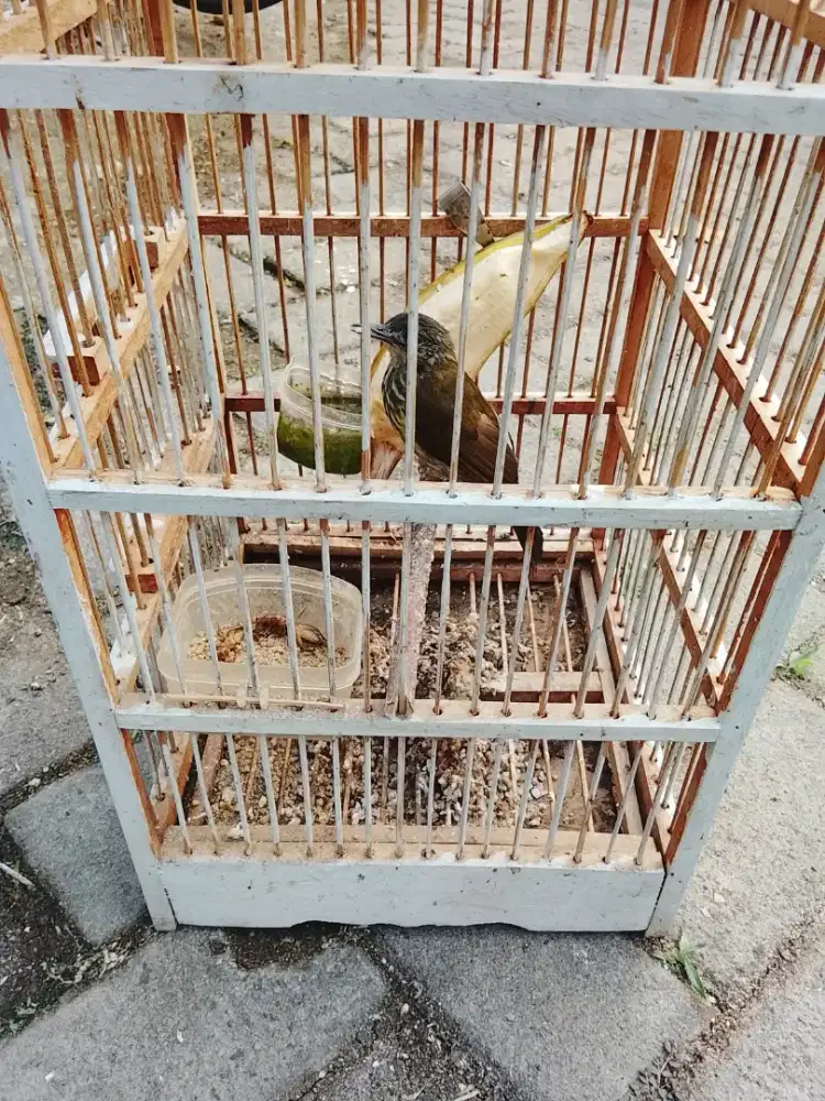 Jual burung bayeman