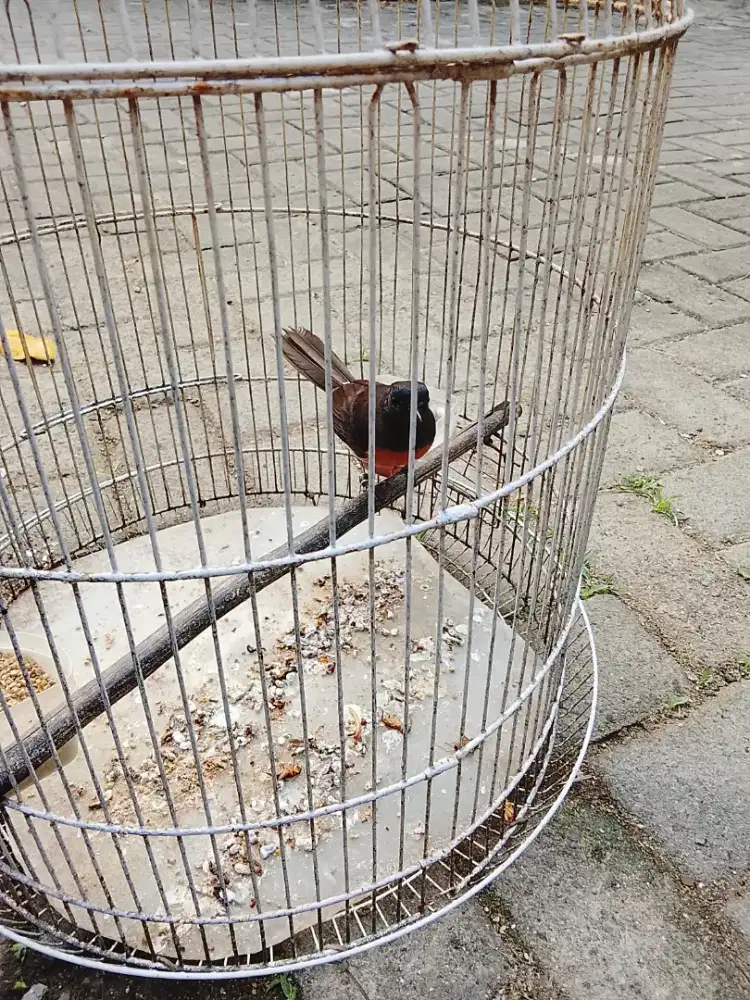 Jual burung muray betina