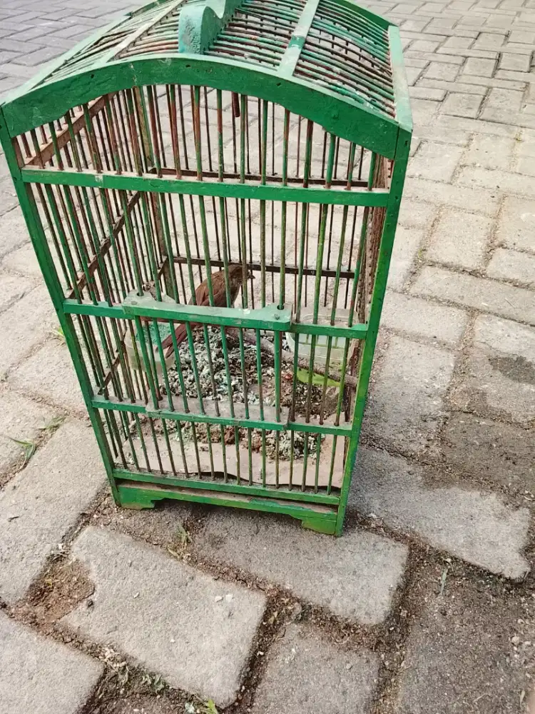Jual burung plamboyan