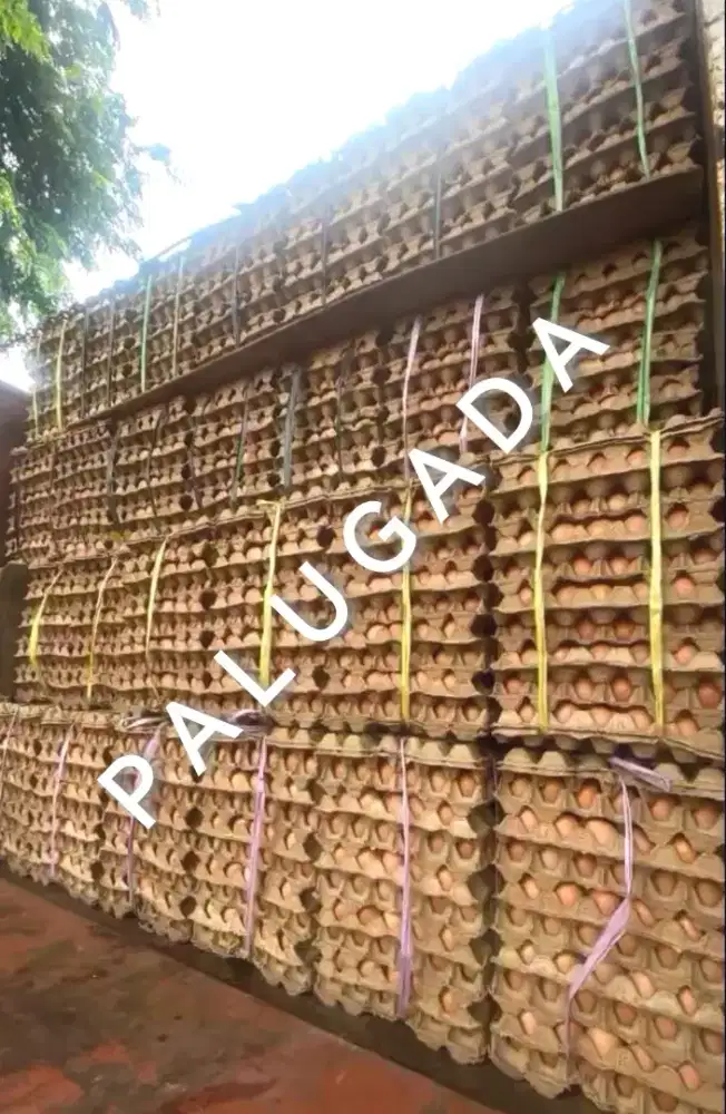 URGENT!! PRIA kerja di toko telur. WANITA admin sosmed
