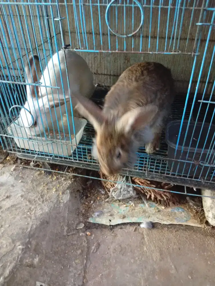 Kelinci jenis rek dan lions siap produksi