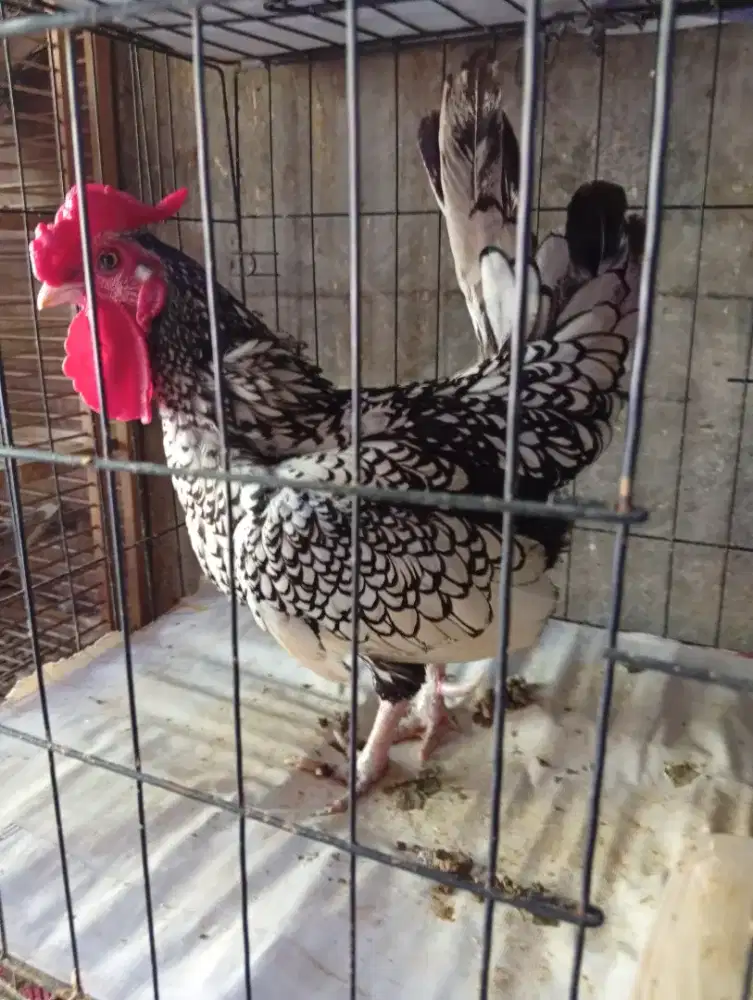 Ayam Mutiara pejantan