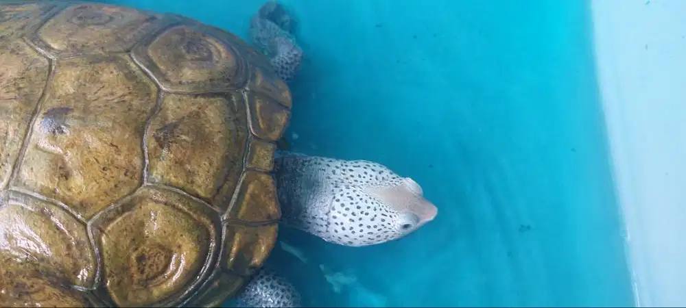 Kura Dbt diamond back terrapin murah aktif mogok makan