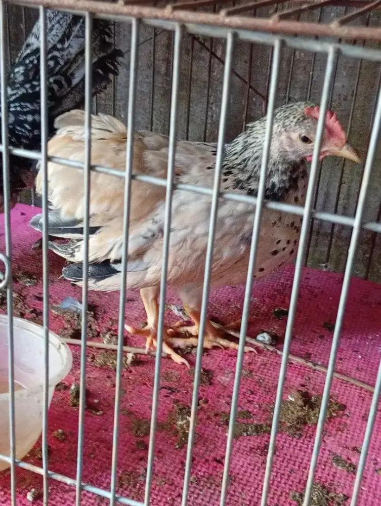 Anak ayam mutiara sepasang