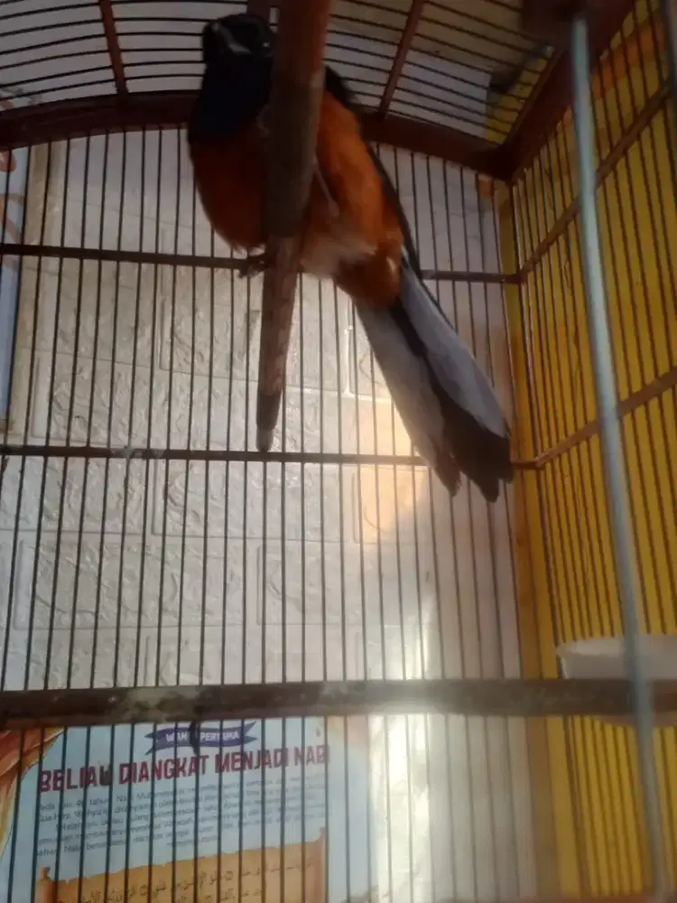 Burung Murai batu Trotol Jantan & Betina