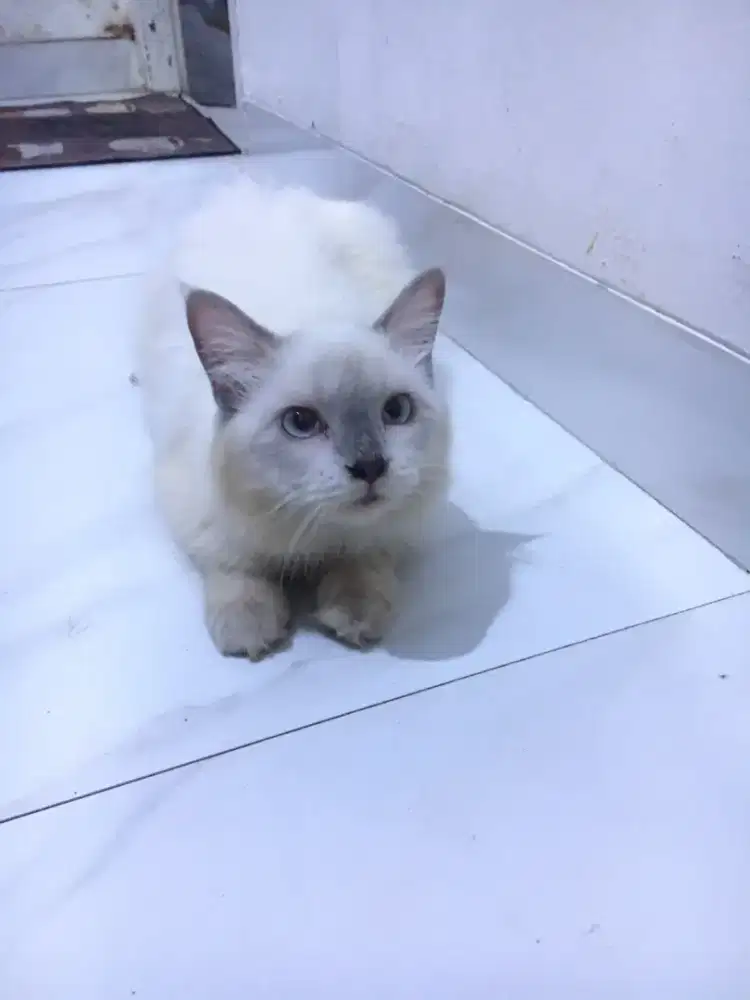 Kucing Anggora mix persia
