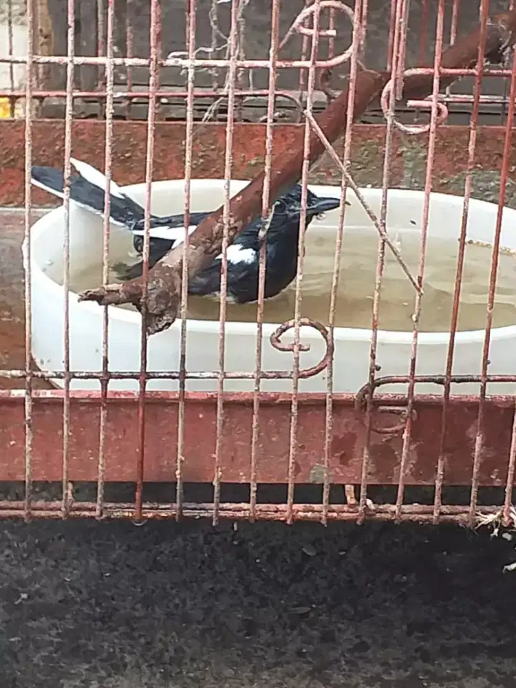 Kacer dada putih usia mateng tya bunyi