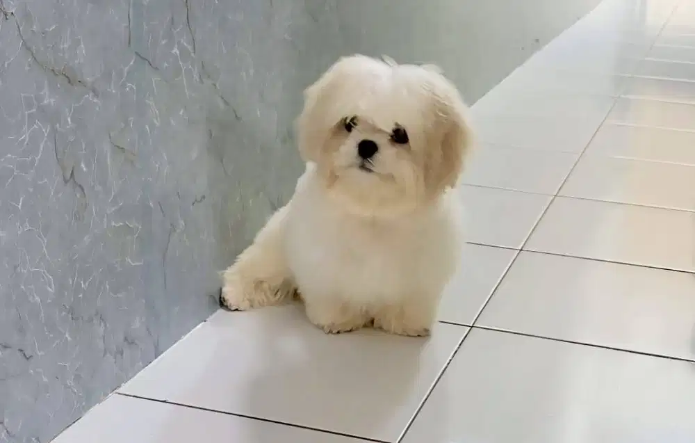 Open Adopt Shitzu pure non stb
