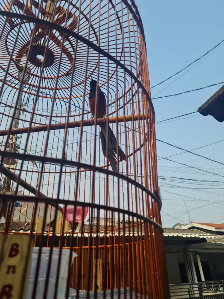 MURAI BATU MEDAN FULL SET