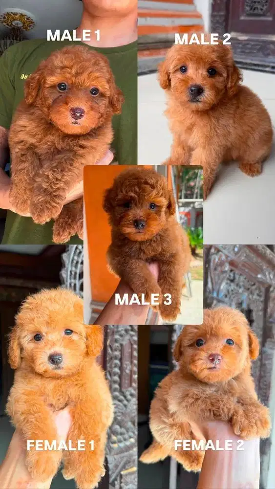 Toy Poodle Pure Blood