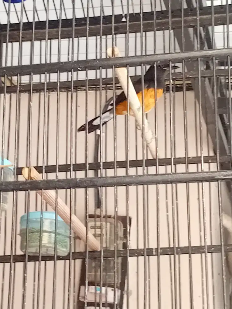 Murai betina siapan