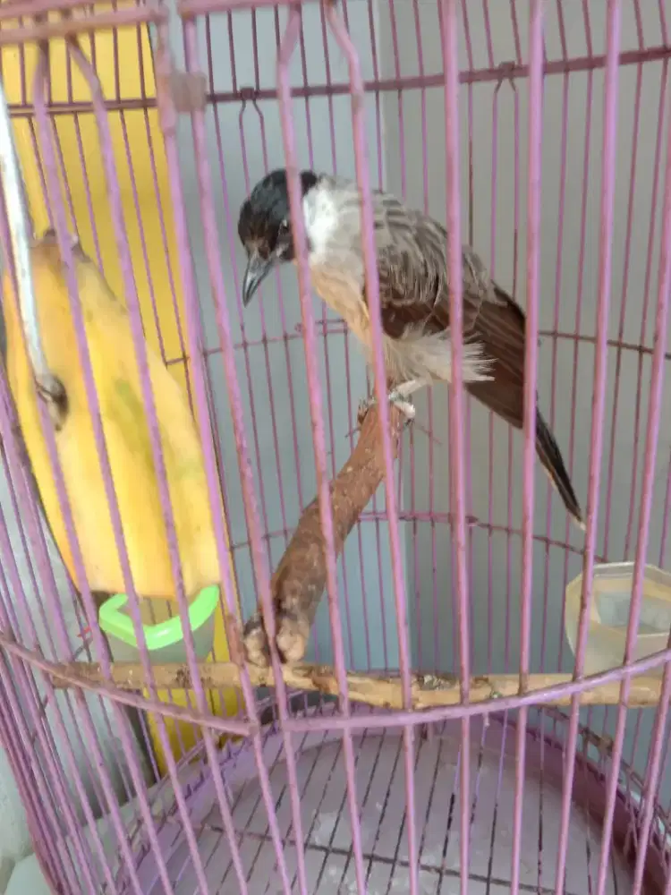 Burung kutilang gacor