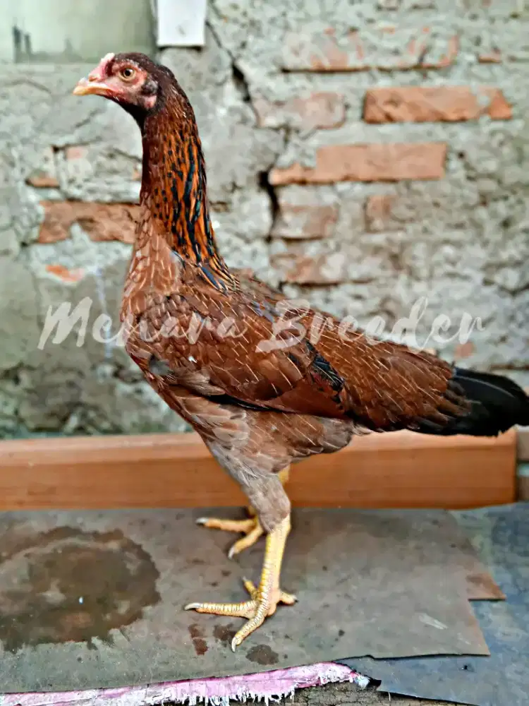 Mangon-Birma (Bahanan)