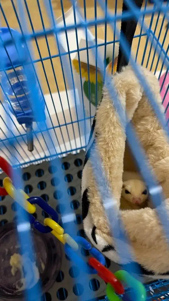 Sugarglider Leucistik jantan