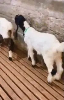 sepasang anakan bibit kambing etawa 4-5 bulanan TB 55-60cm siap ternak