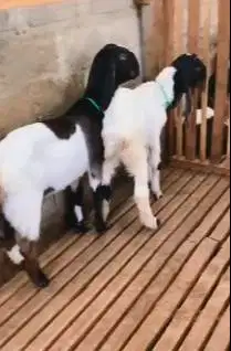 sepasang anakan bibit kambing etawa 4-5 bulanan TB 55-60cm siap ternak