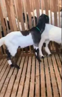 sepasang anakan bibit kambing etawa 4-5 bulanan TB 55-60cm siap ternak