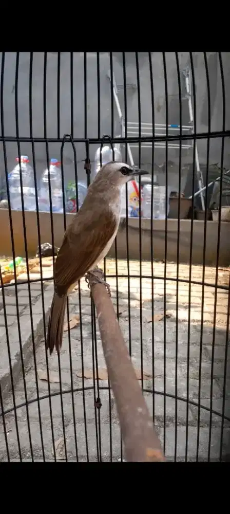 BURUNG CRUKCUK ROPEL GACOR JINAK