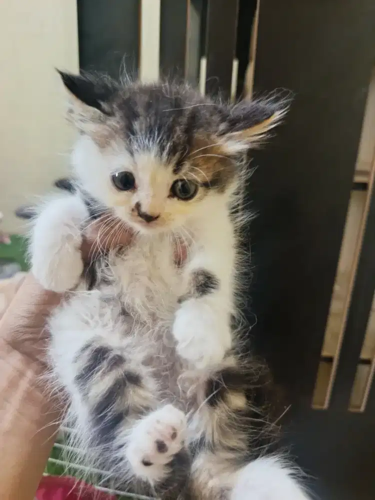 Persia flatnose usia 2 bulan
