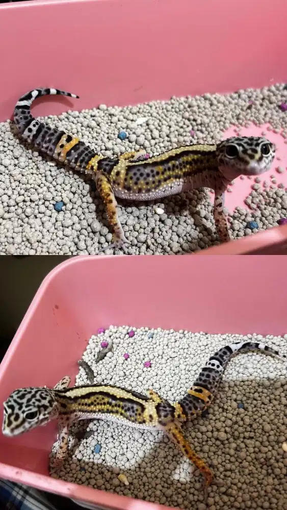 Leopard Gecko BN