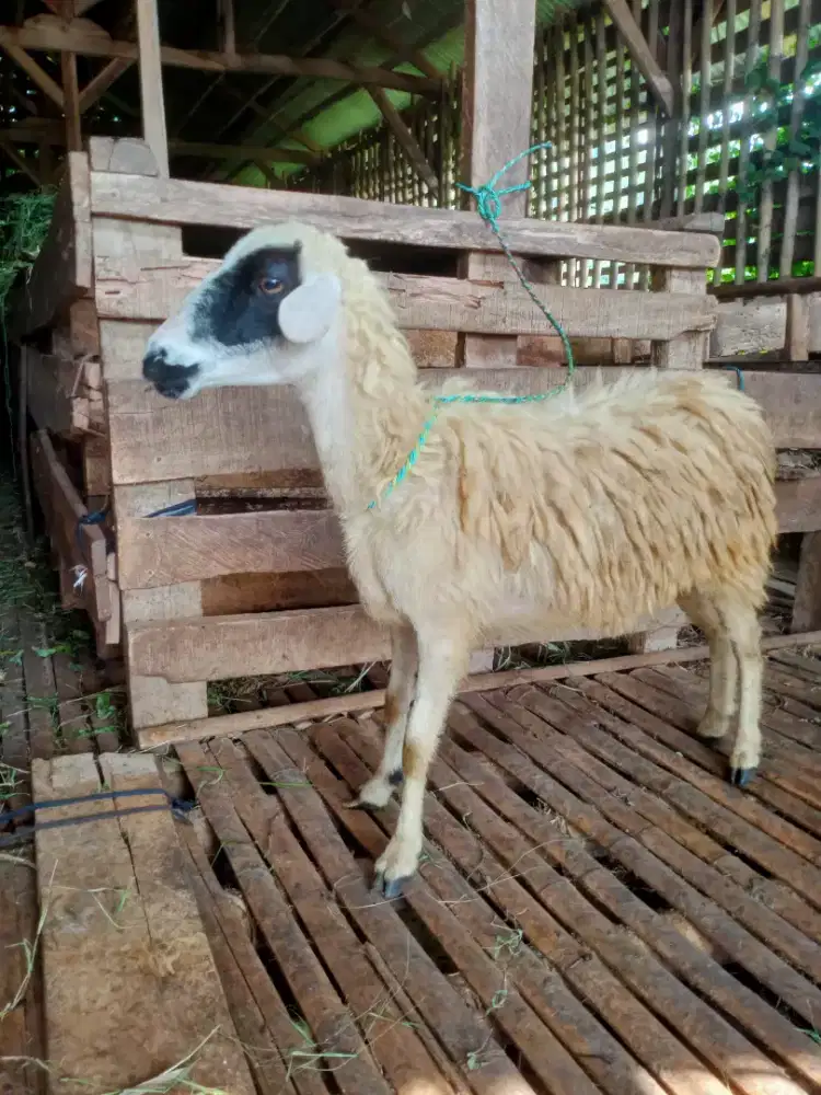 Kambing / Domba Untuk Aqiqah,Nazar, Selamatan,Dll