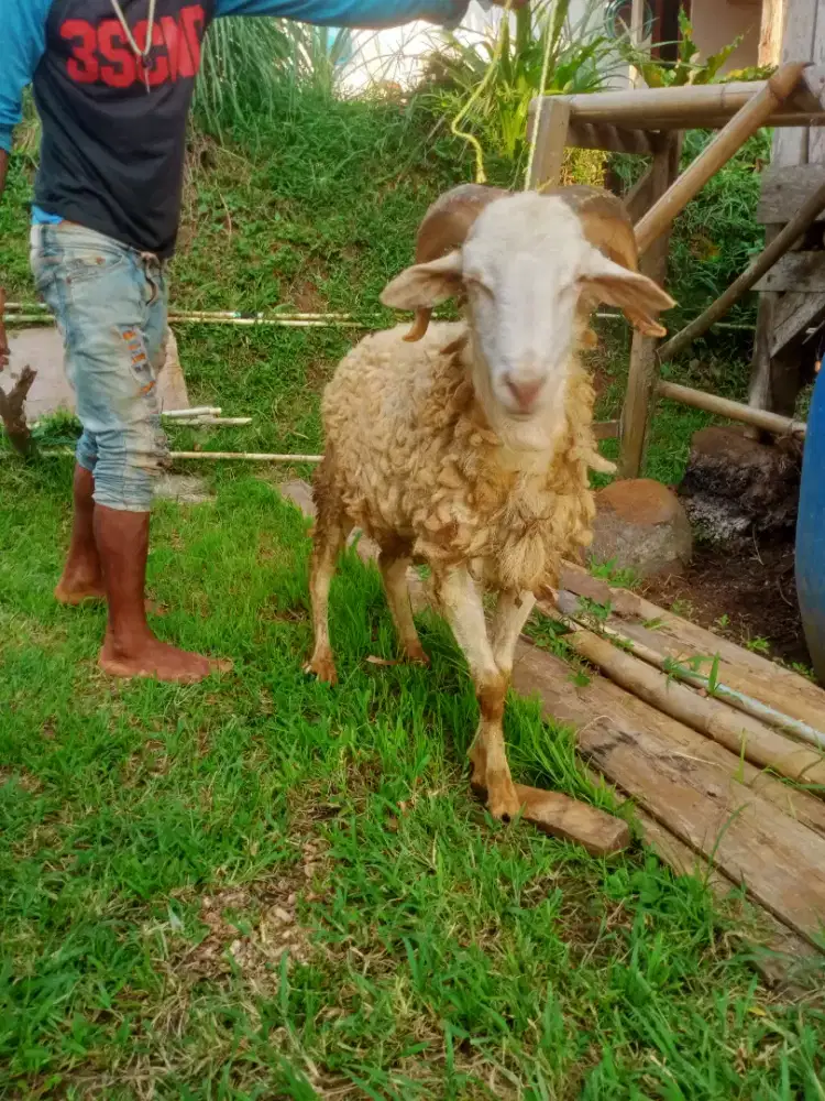 Kambing / Domba Untuk Aqiqah,Nazar, Selamatan,Dll