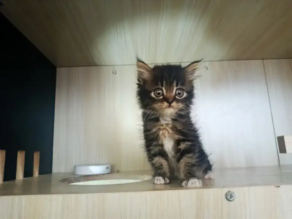 Kitten flatnose usia 2 bulan