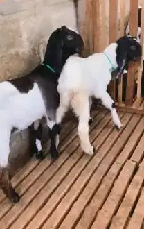 sepasang anakan bibit kambing etawa 4 bulanan lepas sapih TB 55-60cm