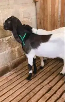 sepasang anakan bibit kambing etawa 4 bulanan lepas sapih TB 55-60cm