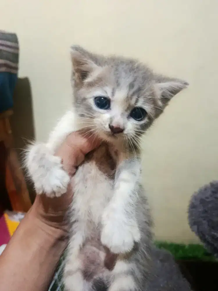 Persia medium usia 2 bulan