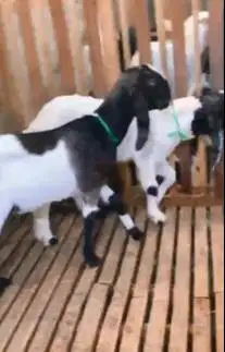 sepasang anakan bibit kambing etawa 4-5 bln Tb 55-60cm lepas sapih top