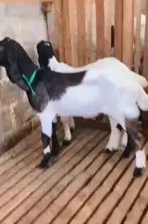 sepasang anakan bibit kambing etawa 4-5 bln Tb 55-60cm lepas sapih top