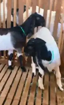 sepasang anakan bibit kambing etawa 4-5 bln TB 55-60cm lepas sapih top