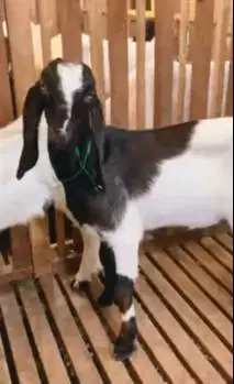 sepasang anakan bibit kambing etawa 4-5 bln TB 55-60cm lepas sapih top
