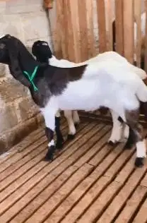 sepasang anakan bibit kambing etawa 4-5 bln TB 55-60cm lepas sapih top