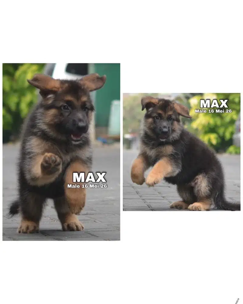 German sheperd / herder puppy stambum
