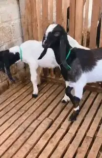 sepasang anakan cempe kambing etawa 4-5 bln TB 55-60cm siap ternak top
