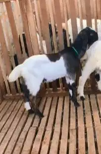 sepasang anakan cempe kambing etawa 4-5 bln TB 55-60cm siap ternak top