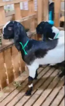 sepasang anakan cempe kambing etawa 4-5 bln TB 55-60cm siap ternak top