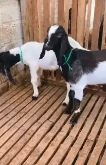 sepasang anakan bibit kambing etawa TB 55-60cm 4-5 bln lepas sapih top