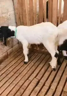 sepasang anakan bibit kambing etawa TB 55-60cm 4-5 bln lepas sapih top