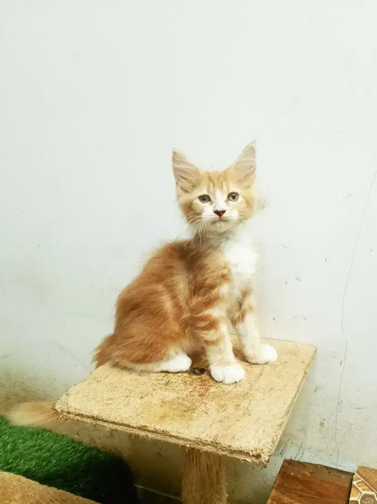 Kitten MaineCoon Betina Pure No mix. Induk Ped CFA Maine Coon