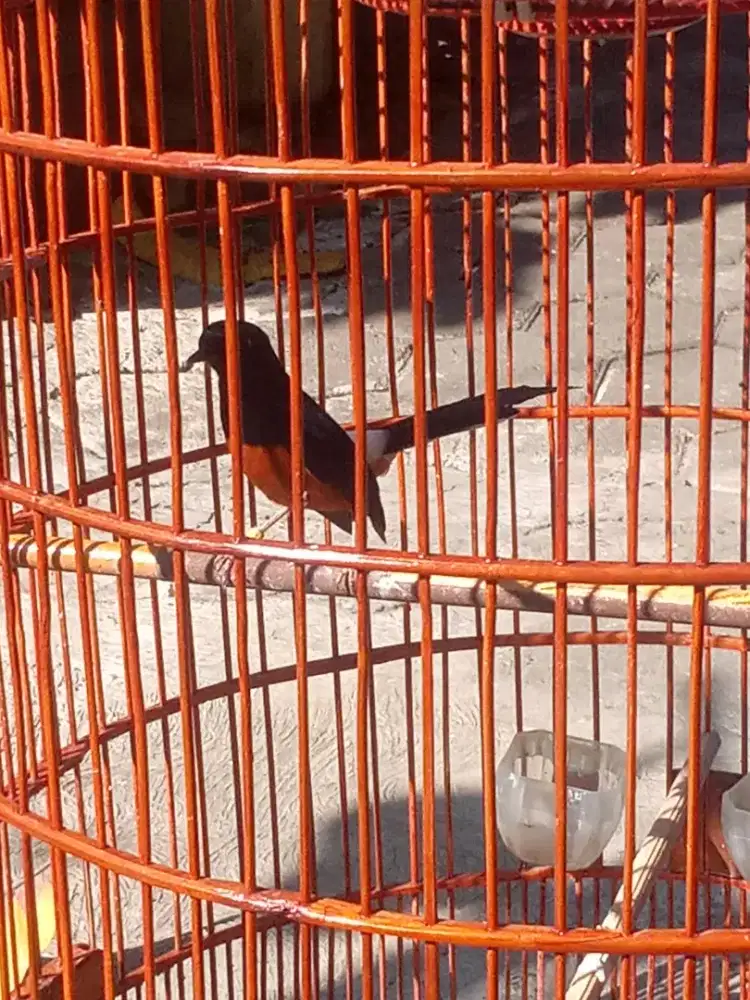 Murai batu Medan usia 2 tahun gacor bulu baru