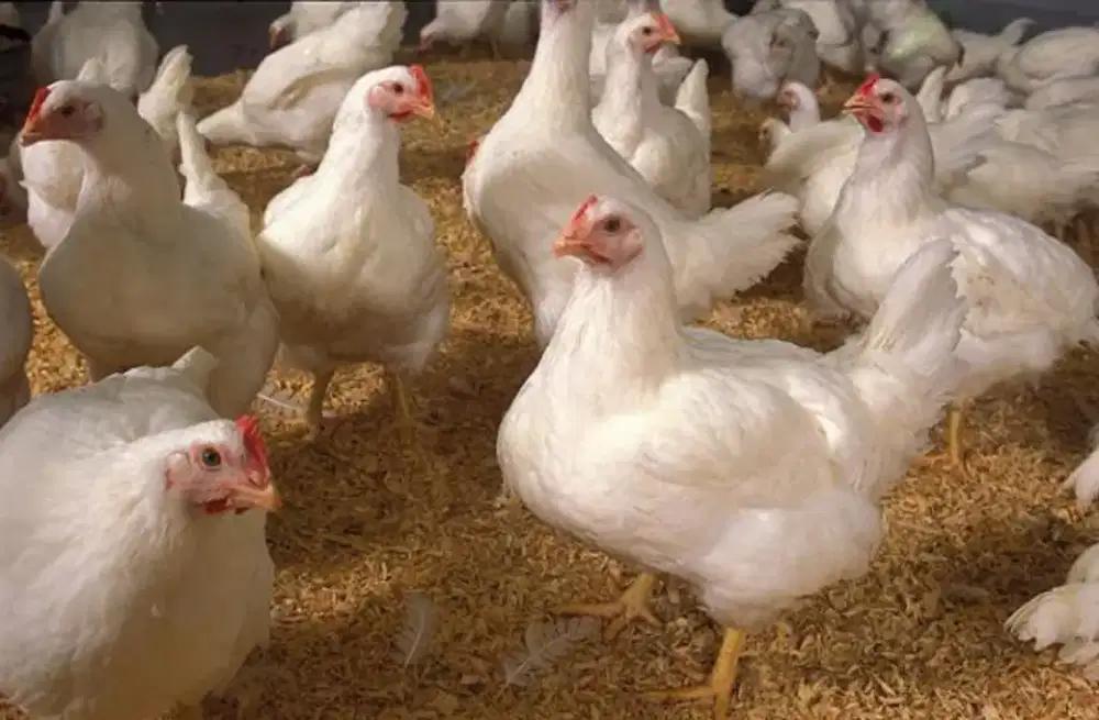 Jual ayam negri/kampung