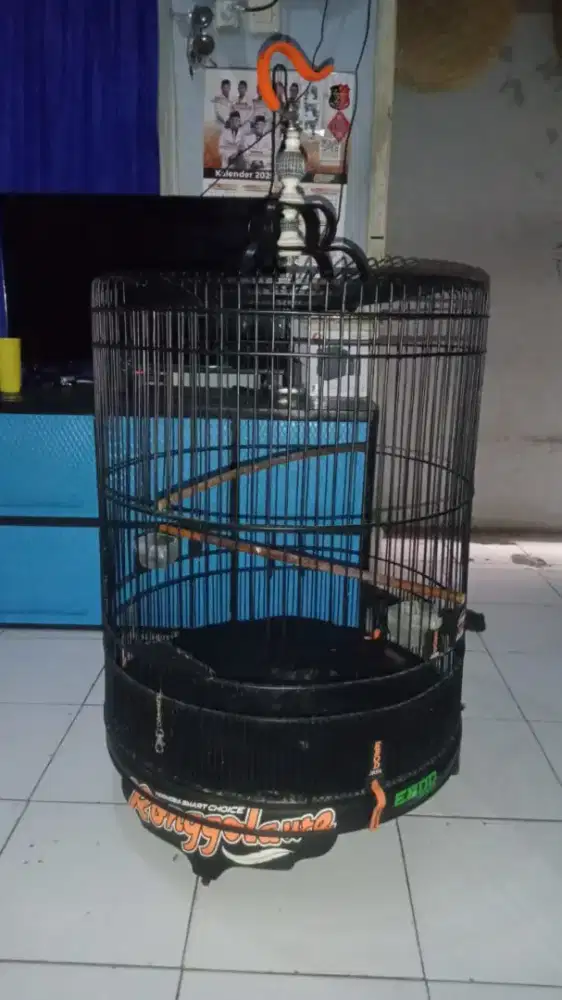 Mangga kurung murai no 1 pvc Ebod dekal