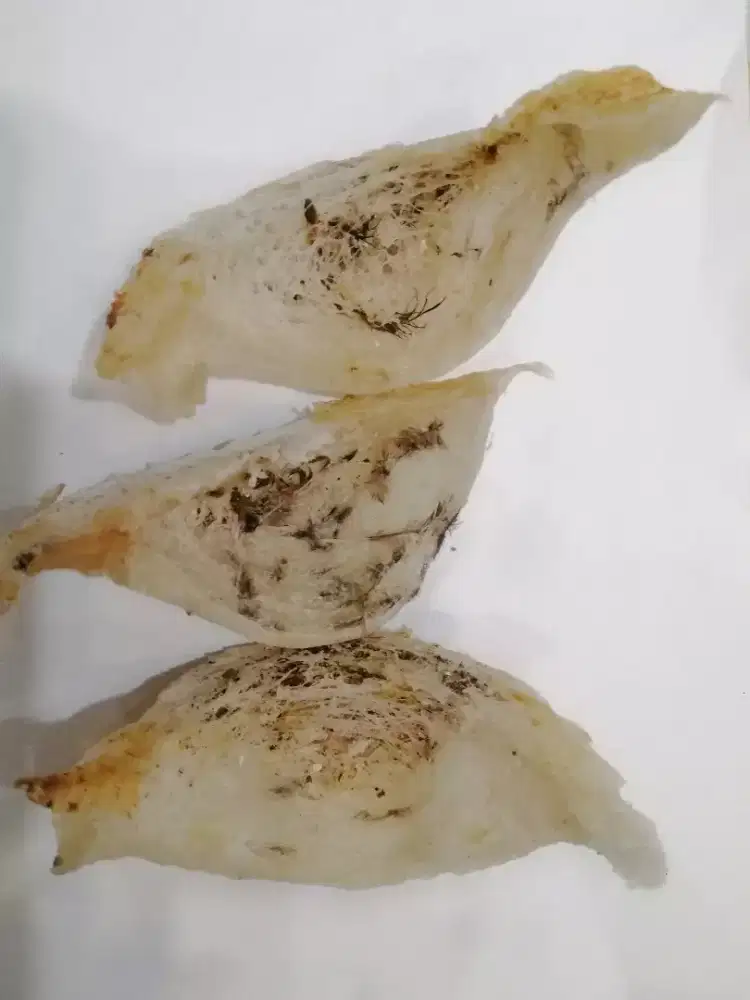 Tenaga cuci Sarang burung Walet